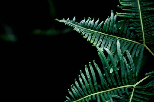 stems nature  plants  ferns  leaves  stems  veins  patterns