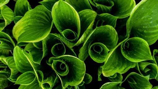 procesador naturaleza plantas hojas rollos giros remolinos verdes