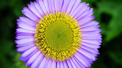 sunflower-sunset nature  purple  lavender  flower  petals  bloom  sunflower
