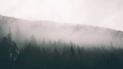 haze nature  trees  forest  woods  smoke  fog  haze
