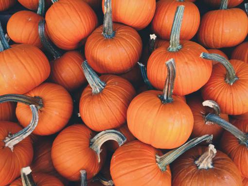 pump orange  pumpkins  halloween  farm
