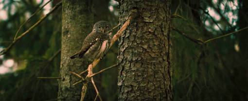 fauna silvestre búho pájaro animal mascota fauna silvestre madera árbol