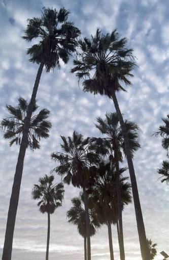 california palmeras cielo nubes sol playa paisaje