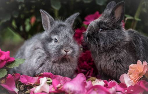 rabbit rabbit  pet  animal  flowers  outside  trees  plants