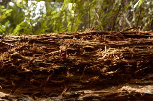 cortar secoya bosque árbol corteza caída california verde