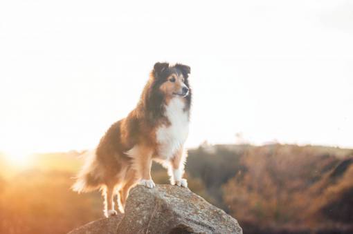 cachorro cielo amanecer rock al aire libre perro cachorro mascota