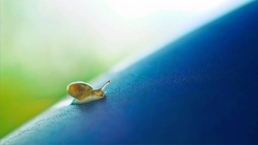 slow-motion small  snail  crawl  slow  shell  isect  animal