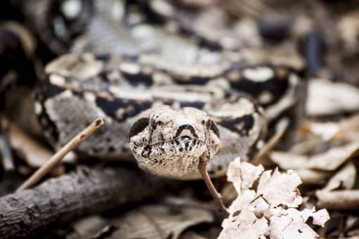 otono hojas serpiente animal reptil hoja otoño madera desenfoque