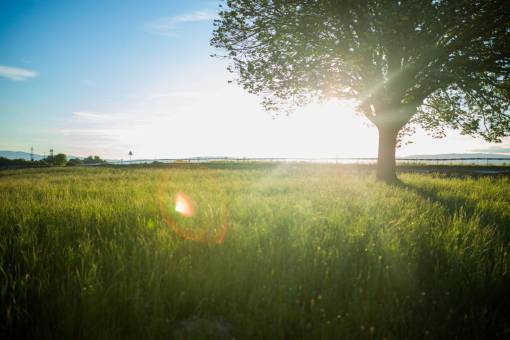 ray árbol campo naturaleza hierba plantas rayos del sol puesta de sol