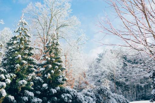 azul invierno árboles bosque bosques naturaleza nieve frío invierno