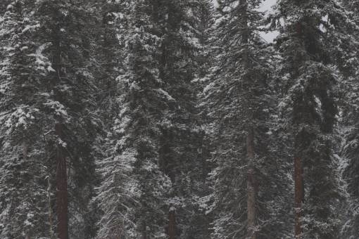 marron árboles bosque verde bosques nieve clima frío