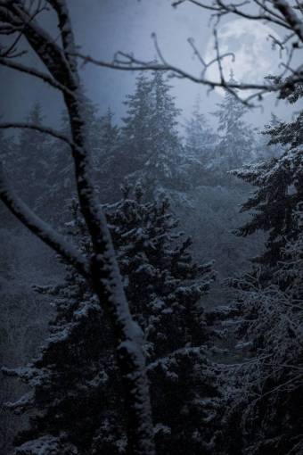 árboles planta bosque niebla clima frío nieve