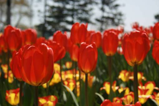 tulip tulip  flower  macro  petals  nature  garden  spring