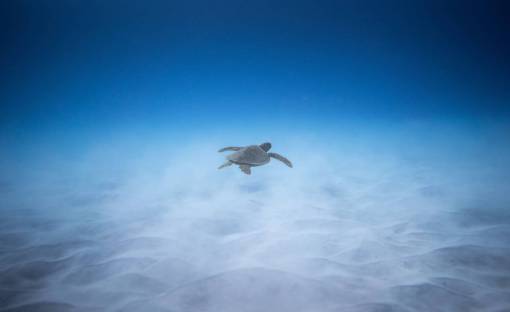 salvaje tortuga tortuga marina naturaleza agua azul animal submarino