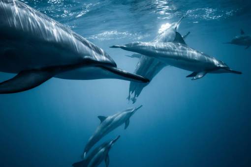 salvaje submarino animal naturaleza delfines mamífero delfín azul
