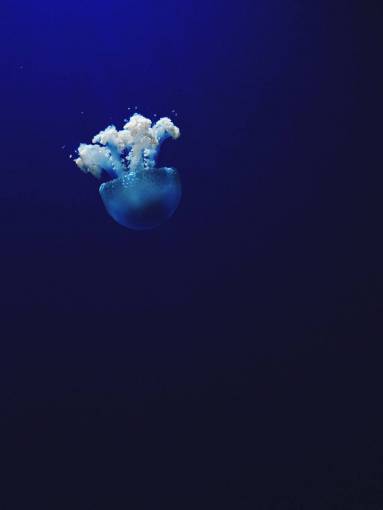 deep underwater animal water blue jellyfish fish nature