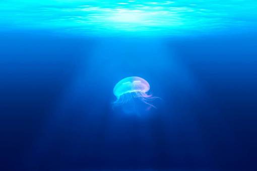 deep underwater jellyfish water nature fish animal blue