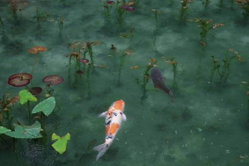 pesado agua océano mar río lago pescado hojas