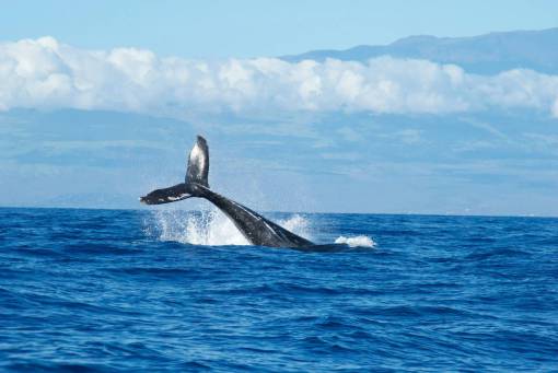 azul Cola de ballena