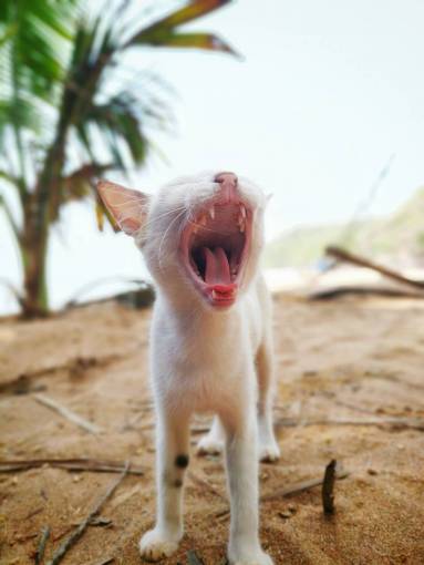 cat White cat yawning on the beach