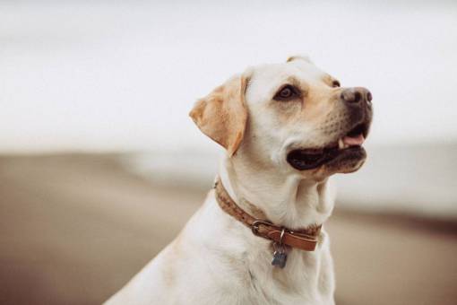 perro amigable perro blanco amigo animal mascota al aire libre