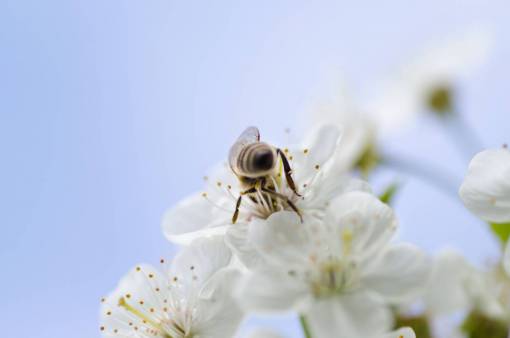 insectos flor blanca flores flor jardín pétalos insecto