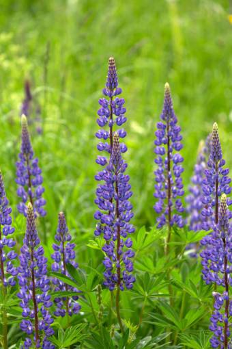 wildflower wild  lupine  flowers  garden  fresh  bloom  blossom
