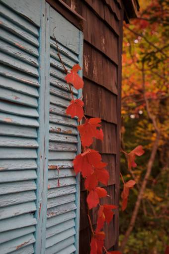barn window  shutters  building  wooden  exterior  wall  vine