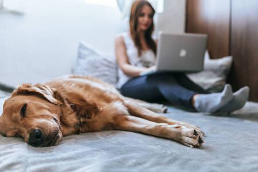 dog Woman with laptop in her bed while her dog sleeps next to her