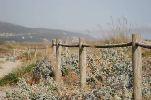 fences wood  fence  green  grass  landscape  field  flowers
