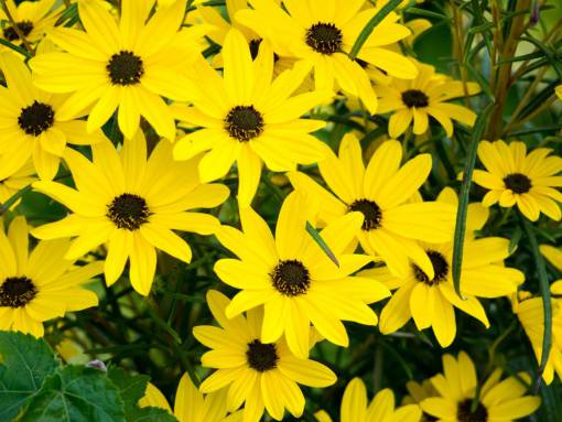 medio ambiente pétalos amarillos flores jardín naturaleza al aire libre verano