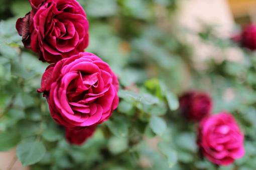 reddish roses reddish shrub nature rose petal leaf plant 