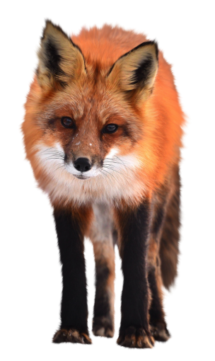  animal animals in the wild mammal cute overlay fox png