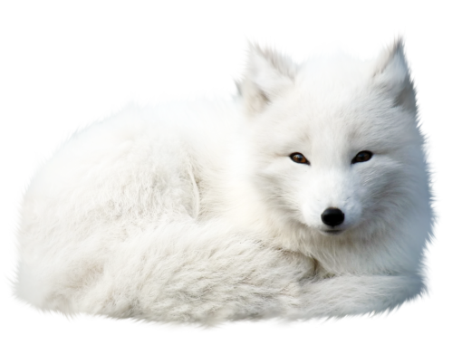  animal pets overlay png cute dog fox