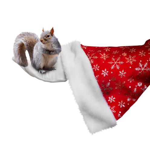 kitten  cute christmas animal png overlay pets santa hand