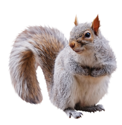  cute squirrel animal png overlay mammal pets