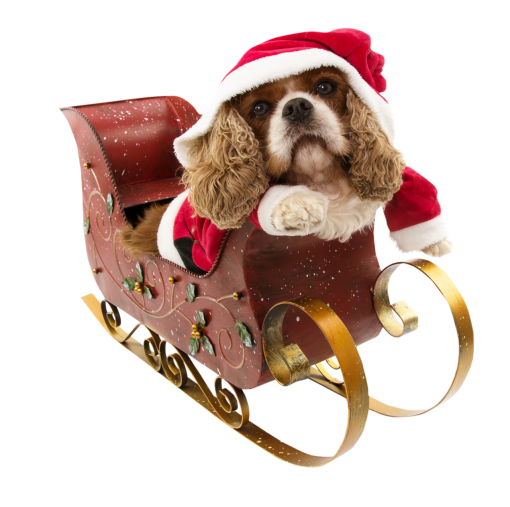 canine  overlay christmas sled cute pets animal png dog