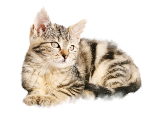 kitten  overlay png cute kitten animal kitten pets