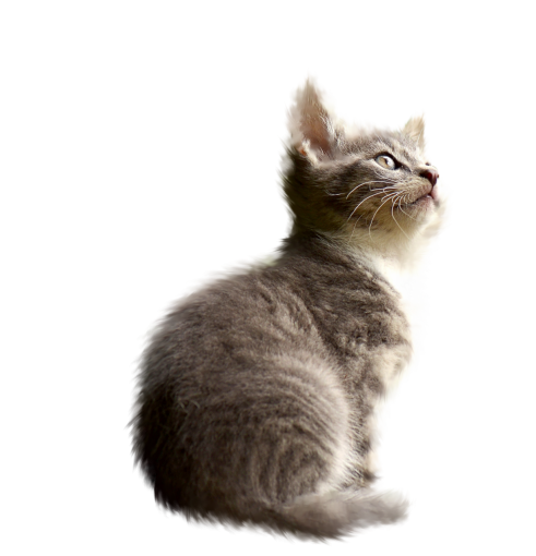  png domestic cat kitten feline pets animal overlay