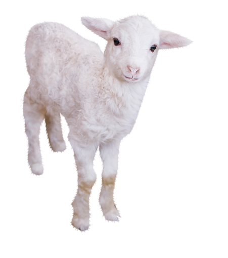  png farm animal livestock overlay christmas cute