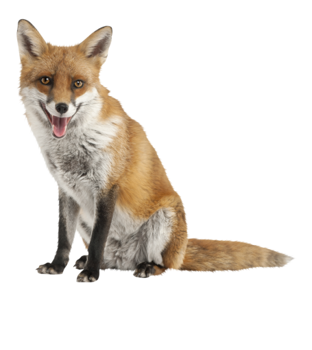  png fox isolated cute animal mammal overlay
