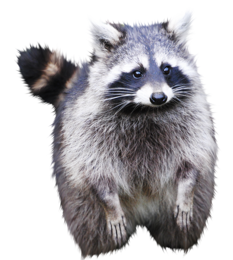 raccoon  png raccoon mammal animal cute small overlay