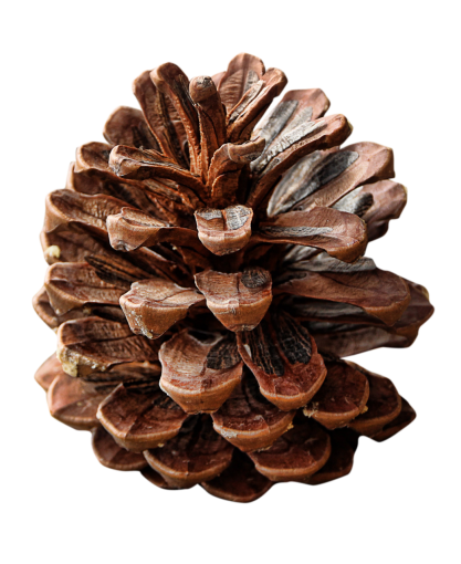  wood nature close-up christmas plant overlay png