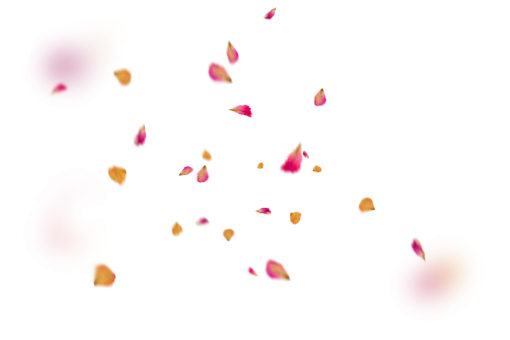 vector  backgrounds Overlay Flower Petals Background illustration design PNG vector