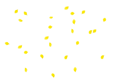  backgrounds PNG yellow Overlay Flower Petals Background illustration design
