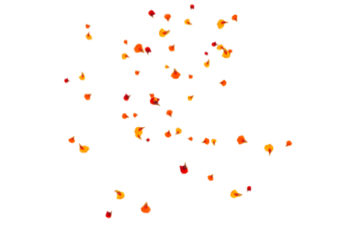 vector  backgrounds vector PNG decoration illustration Flower Petals Background Overlay
