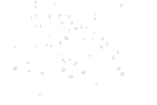 collect  Flower Petals Background PNG design backgrounds illustration Overlay vector