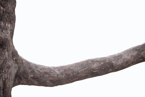 trunk  Old Tree Trunk Clipart Overlay PNG