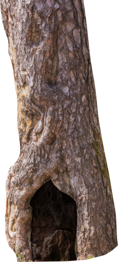 trunk  Old Tree Trunk Clipart Overlay PNG