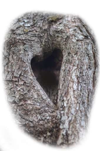 trunk  Old Tree Trunk Clipart Overlay PNG